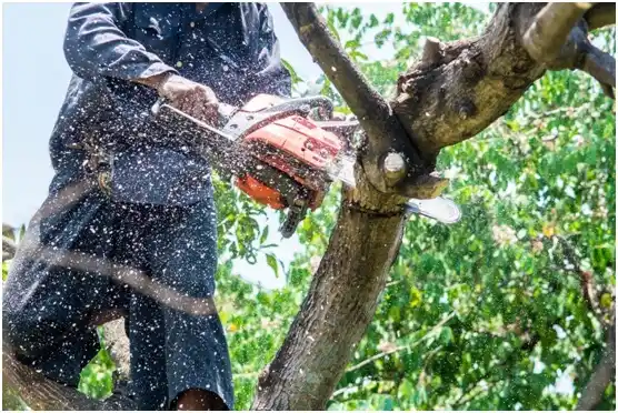 tree services Beaverdale